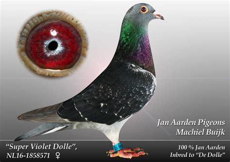 jan aarden pigeons for sale